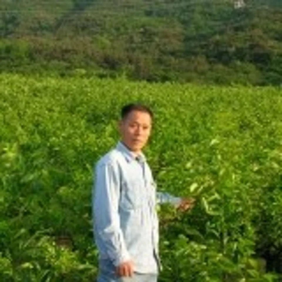 단감 태추단감 햇 진영 배 부유 배감 대추 태주 배단감 시골농원